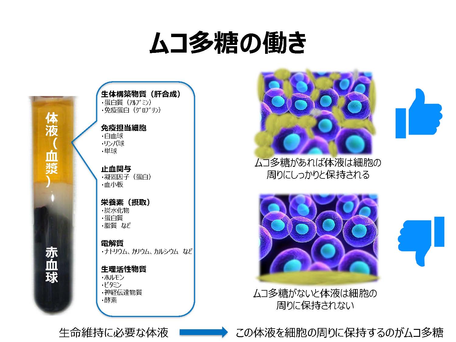 ムコ多糖減少すれば